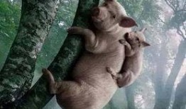 小胖猪是谁爆料的视频啊,独家爆料视频背后的故事